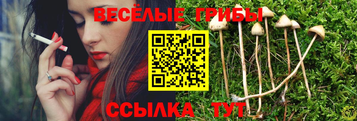 Псилоцибиновые грибы Cubensis Артёмовский